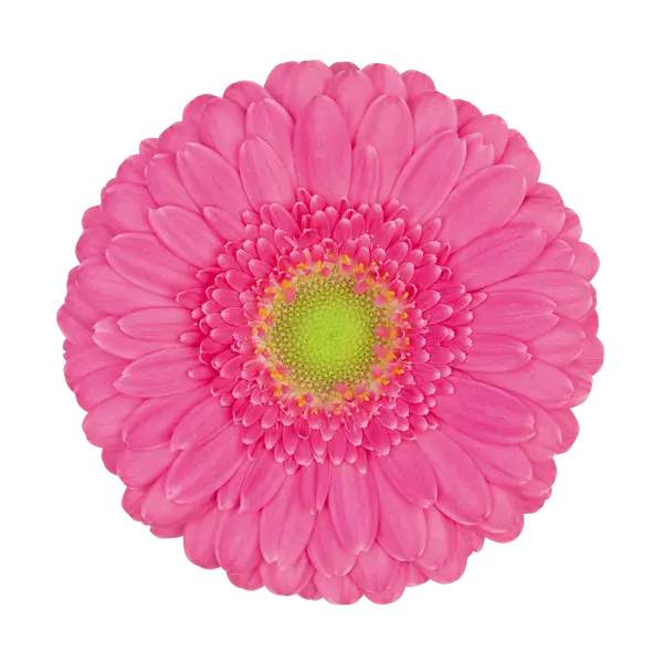 Pink Gerbera Daisy Flower