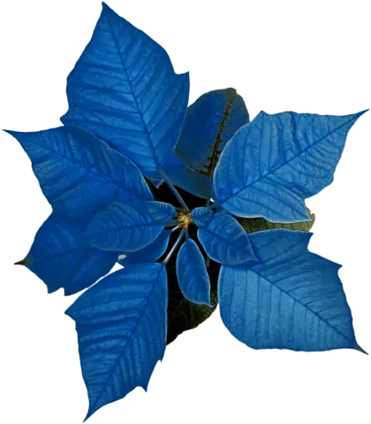 Vivid Blue Poinsettia Flower