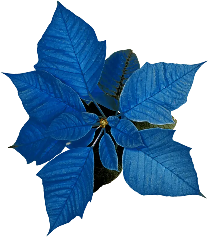 Vivid Blue Poinsettia Flower