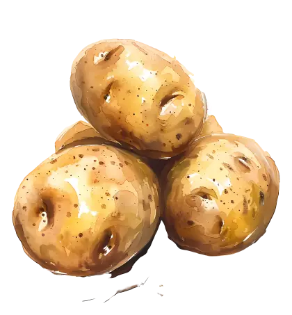 Fresh Brown Potatoes for Cooking