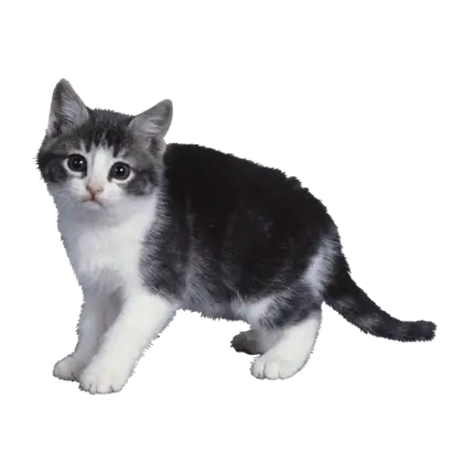 Cute Kitten Standing and Posing