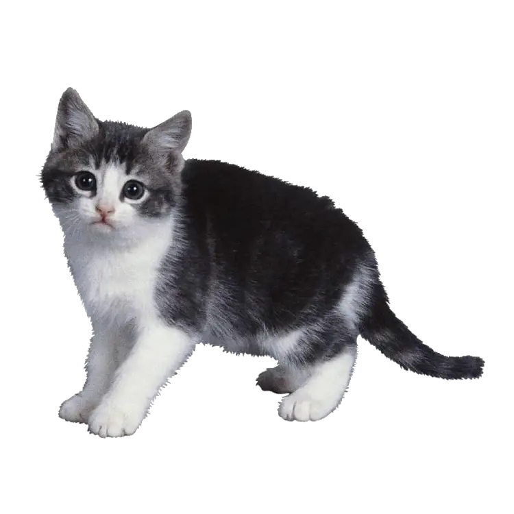 Cute Kitten Standing and Posing