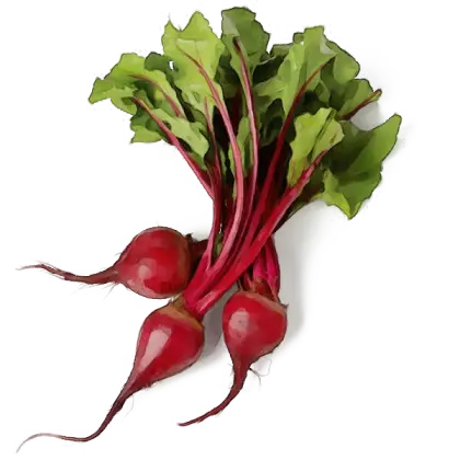 Fresh Red Beet Bunch with Leaves
