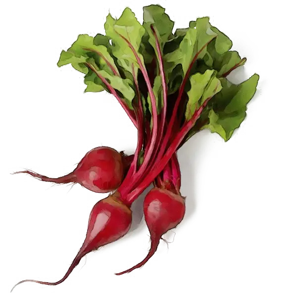 Fresh Red Beet Bunch with Leaves
