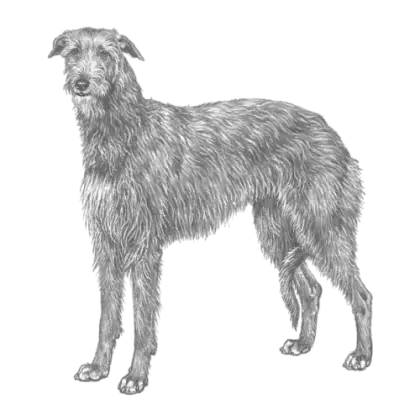 Gray Sketch of Dog in Artistic Style