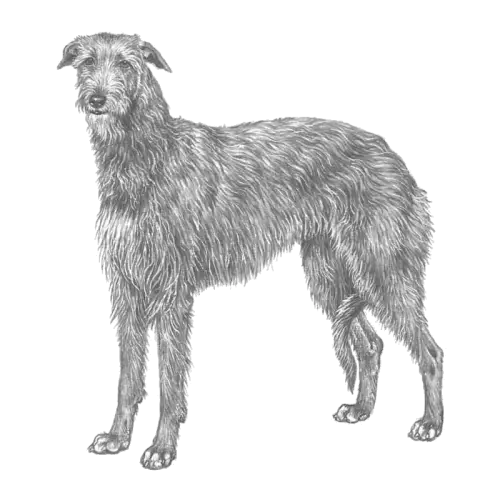 Gray Sketch of Dog in Artistic Style