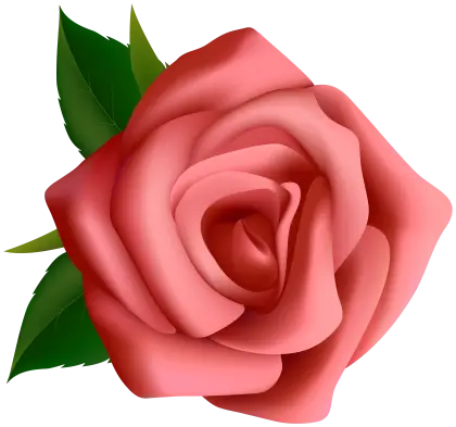 Beautiful Red Rose