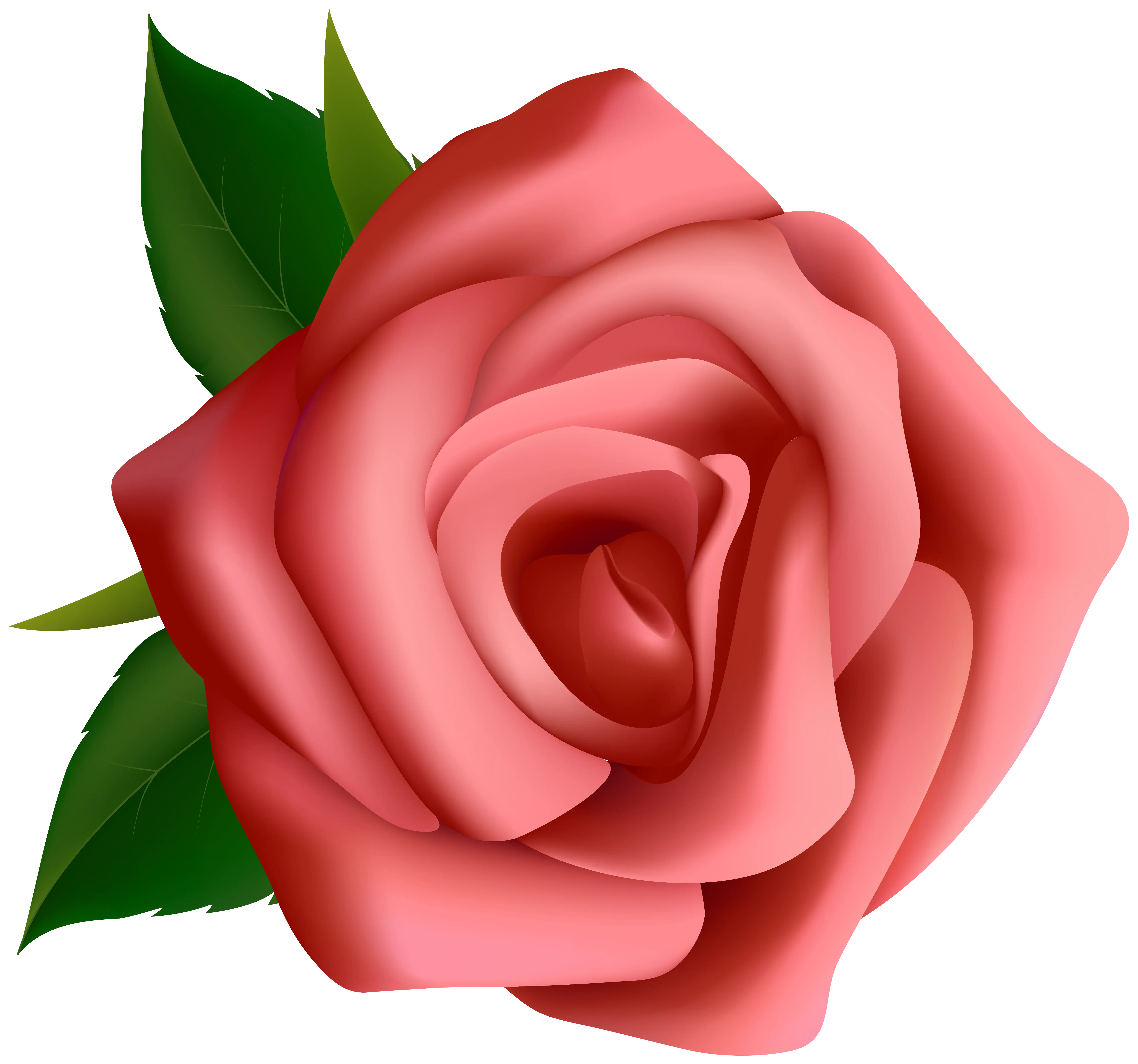 Beautiful Red Rose