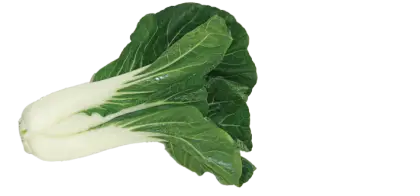 Fresh Green Bok Choy Vegetable