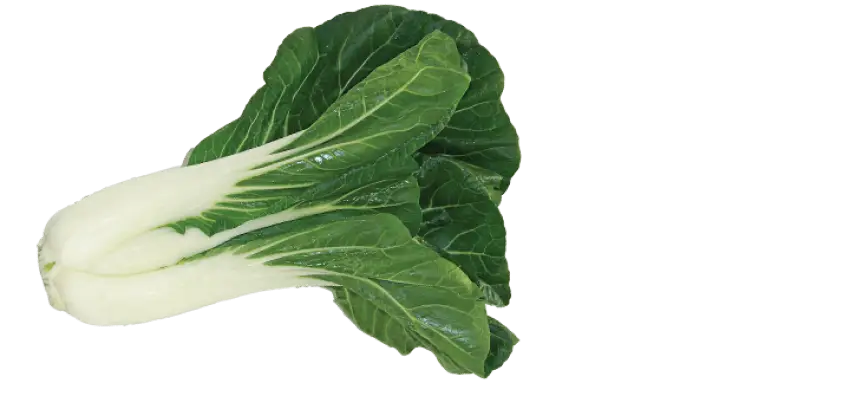 Fresh Green Bok Choy Vegetable