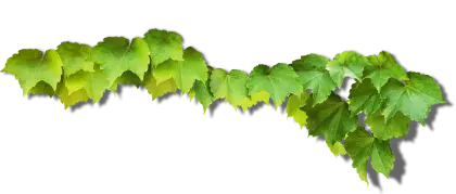 Green Vine Leaves