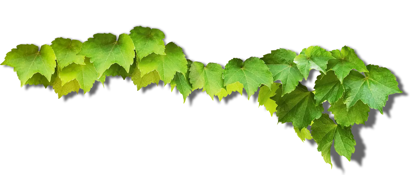 Green Vine Leaves