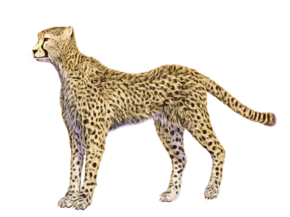 Elegant Cheetah Illustration in Side Profile