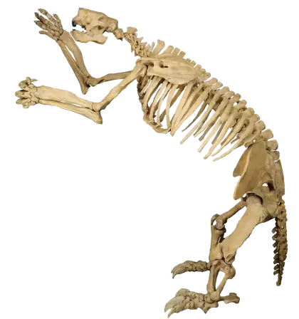 Animal Skeleton Display