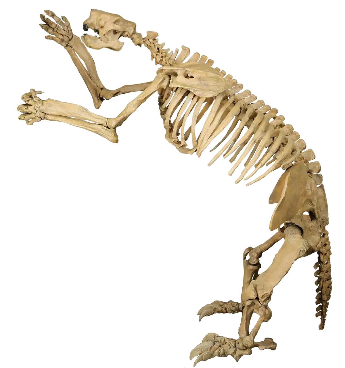 Animal Skeleton Display