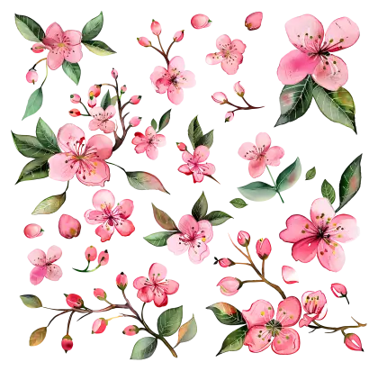 Watercolor Cherry Blossom Illustration in Pink