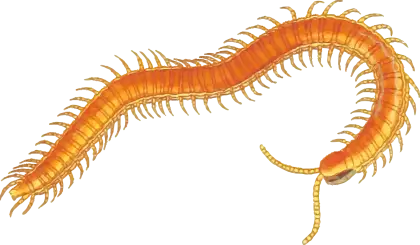 Orange Centipede Illustration