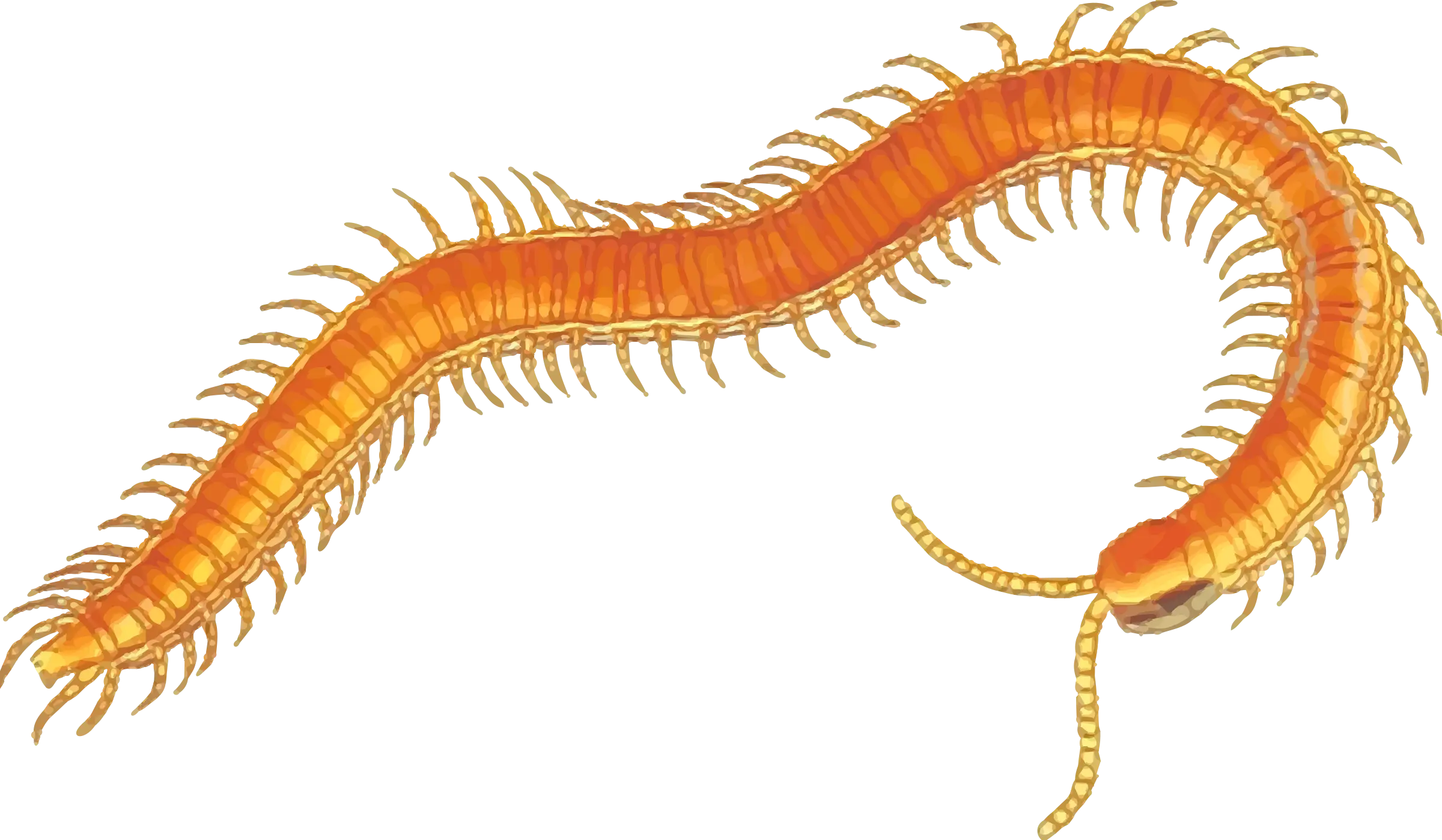 Orange Centipede Illustration