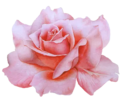 Beautiful Pink Rose Blossom