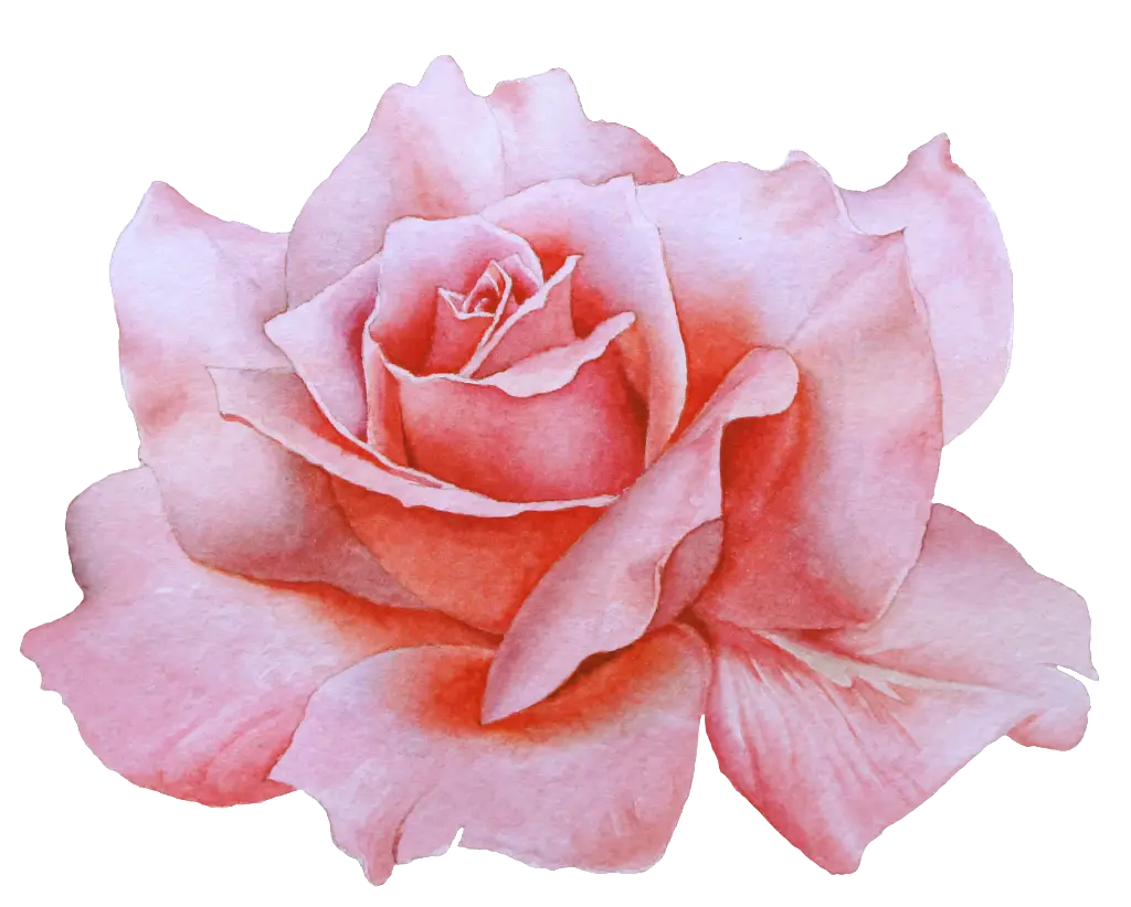 Beautiful Pink Rose Blossom