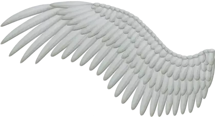 Beautiful White Angel Wing
