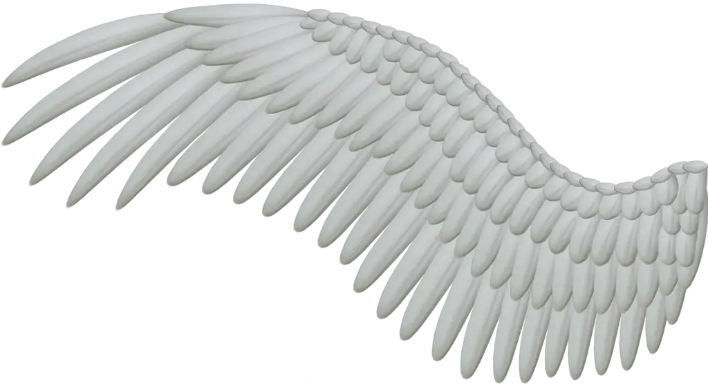 Beautiful White Angel Wing