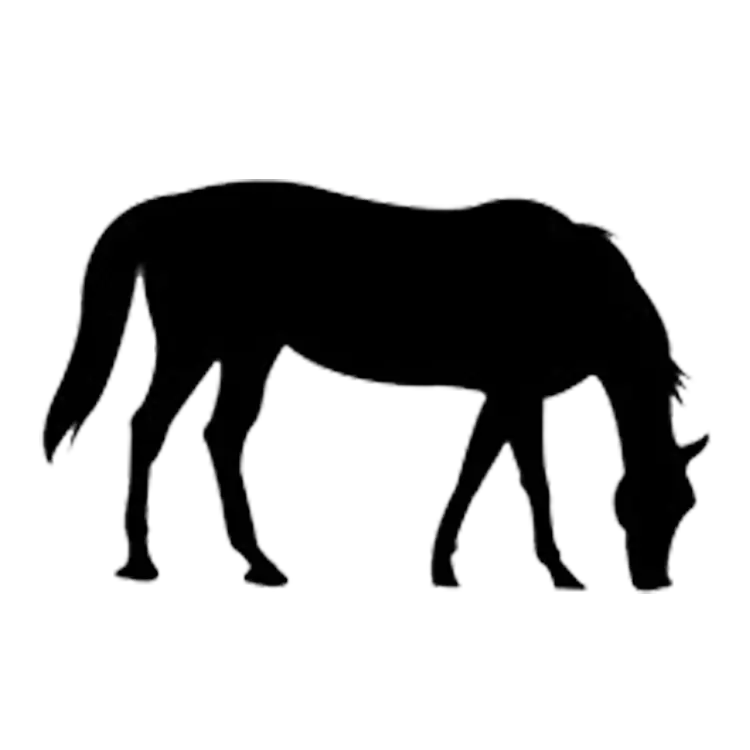 Silhouette of Grazing Horse in Black