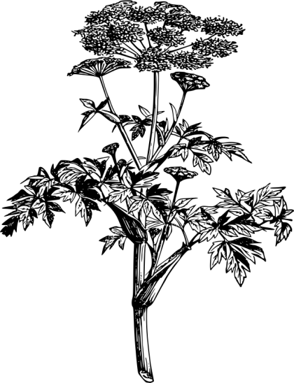 Botanical Line Drawing of a Plant