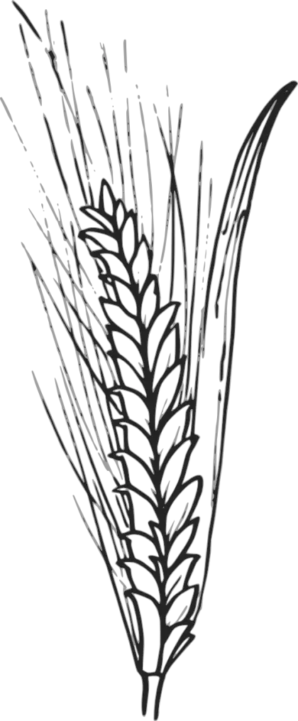 Black and White Wheat Sketch