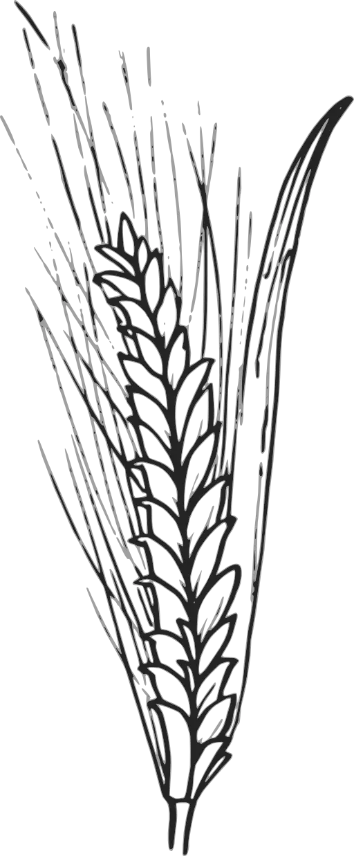Black and White Wheat Sketch