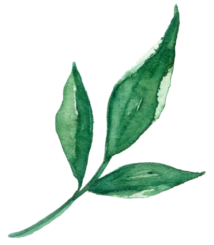 Green Leaf Watercolor Illustration