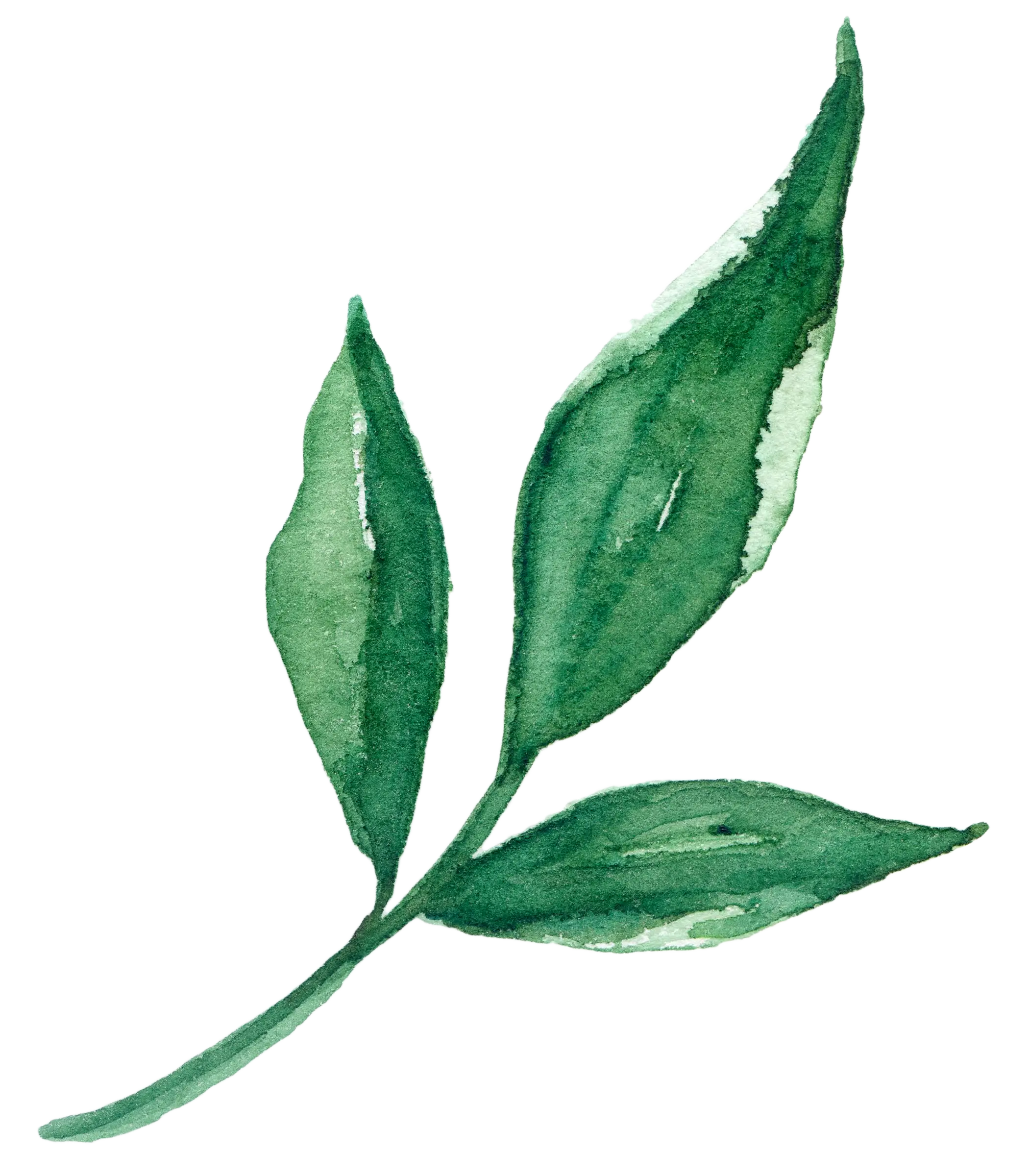 Green Leaf Watercolor Illustration