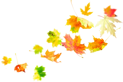 Floating Autumn Leaves in Golden Colors