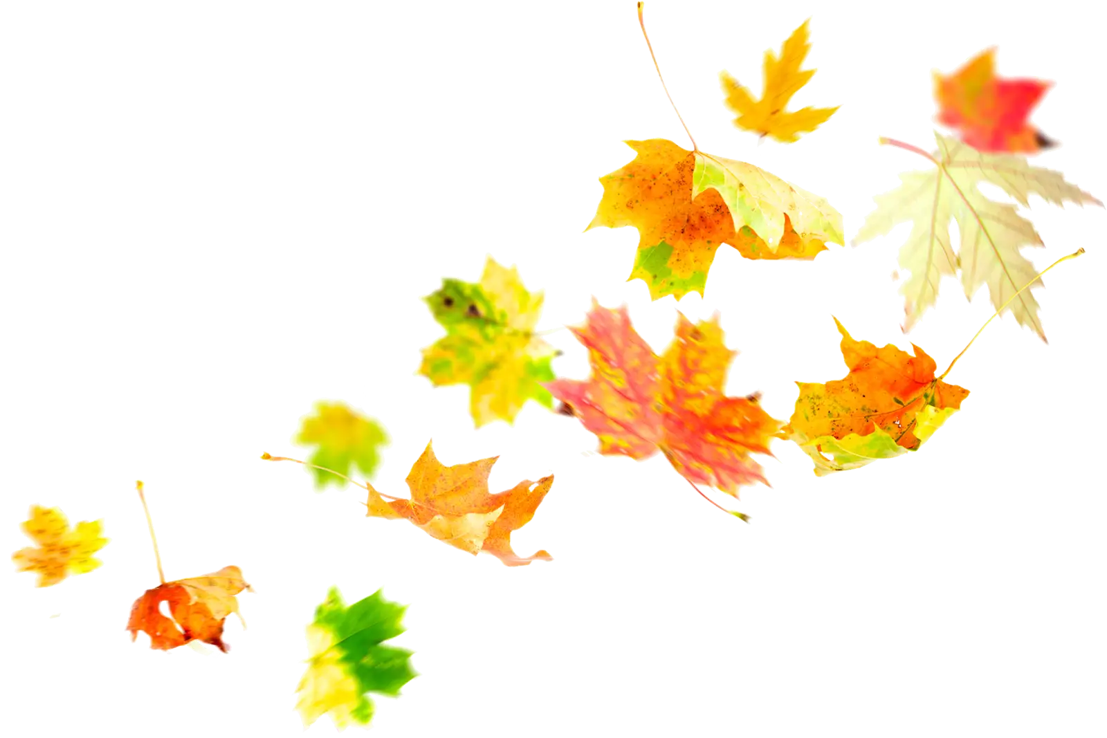Floating Autumn Leaves in Golden Colors