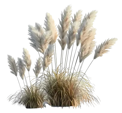 Soft Pampas Grass for Decoration