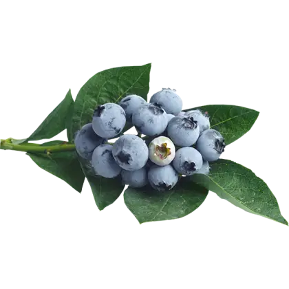 Blueberries with Fresh Leaves