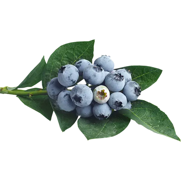 Blueberries with Fresh Leaves