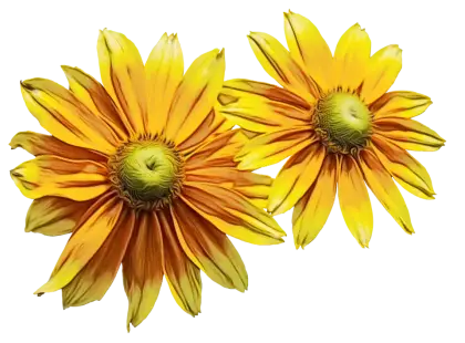Yellow Daisy Flowers with Bright Petals