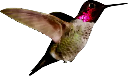 Colorful Hummingbird in Flight