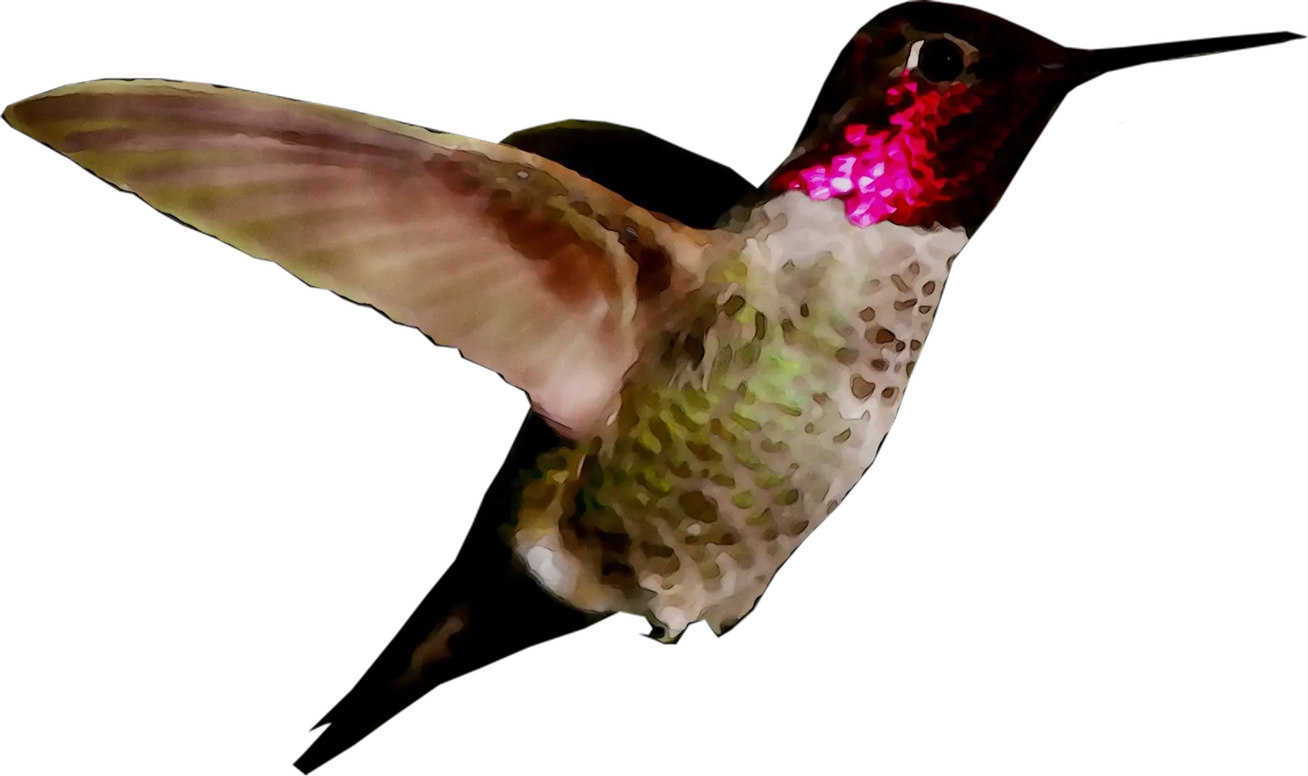 Colorful Hummingbird in Flight