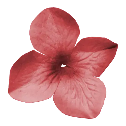 Red Flower with Delicate Petals