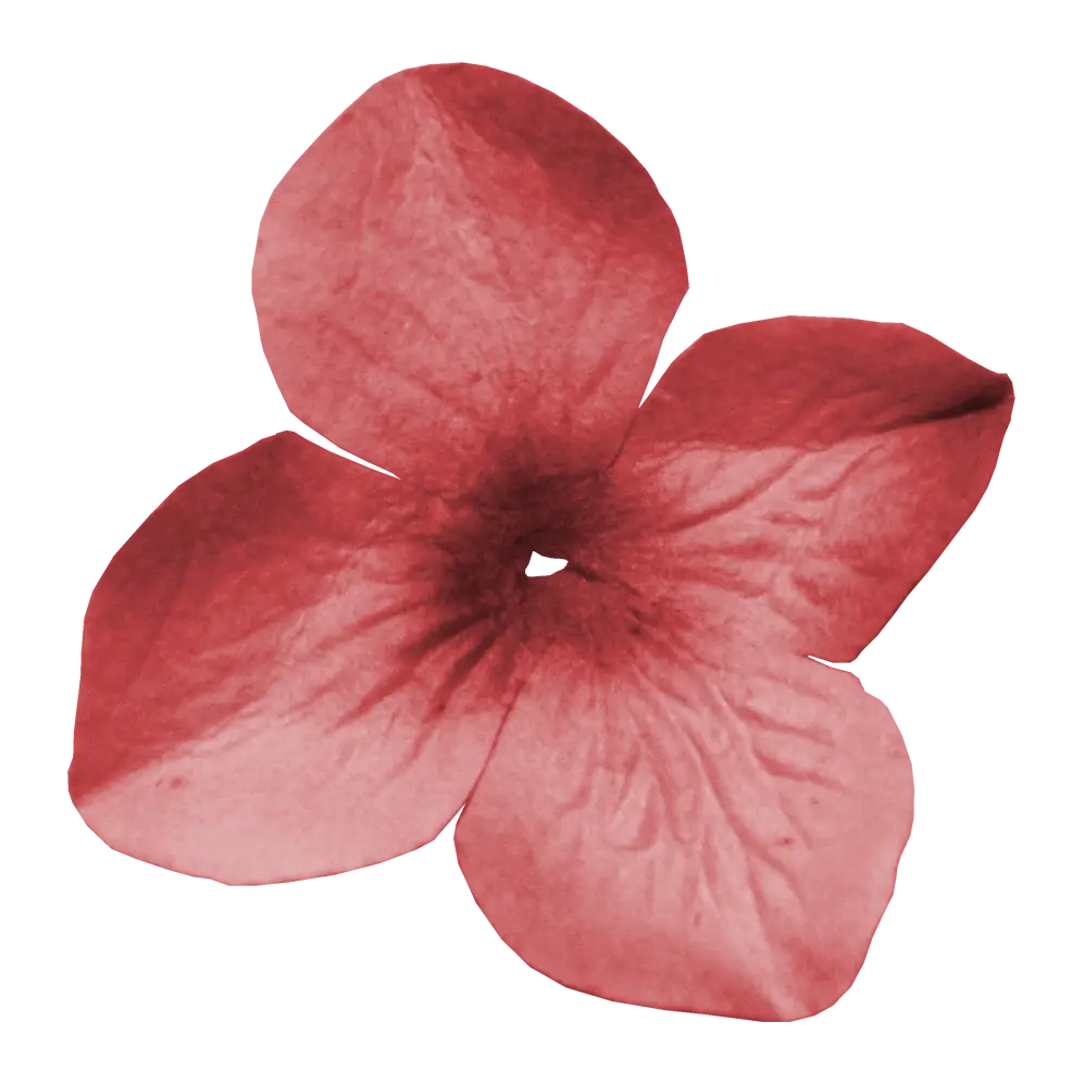 Red Flower with Delicate Petals