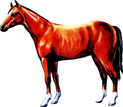 Illustration of a Brown Horse with White Hooves