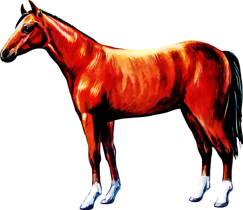Illustration of a Brown Horse with White Hooves