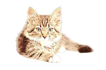 Cute Fluffy Cat Relaxing
