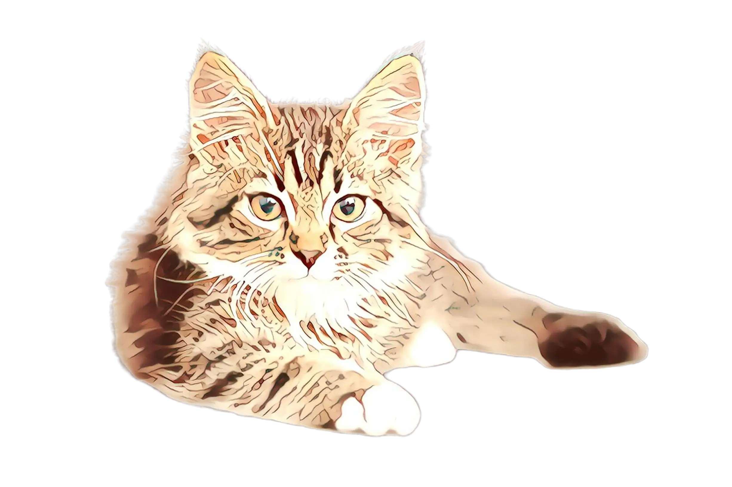 Cute Fluffy Cat Relaxing