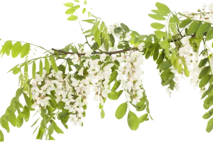 Branch with White Flowers