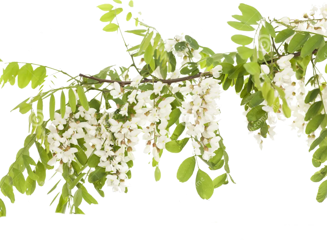Branch with White Flowers