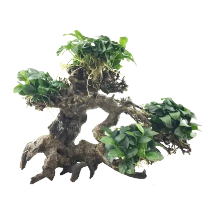 Beautiful Bonsai Tree