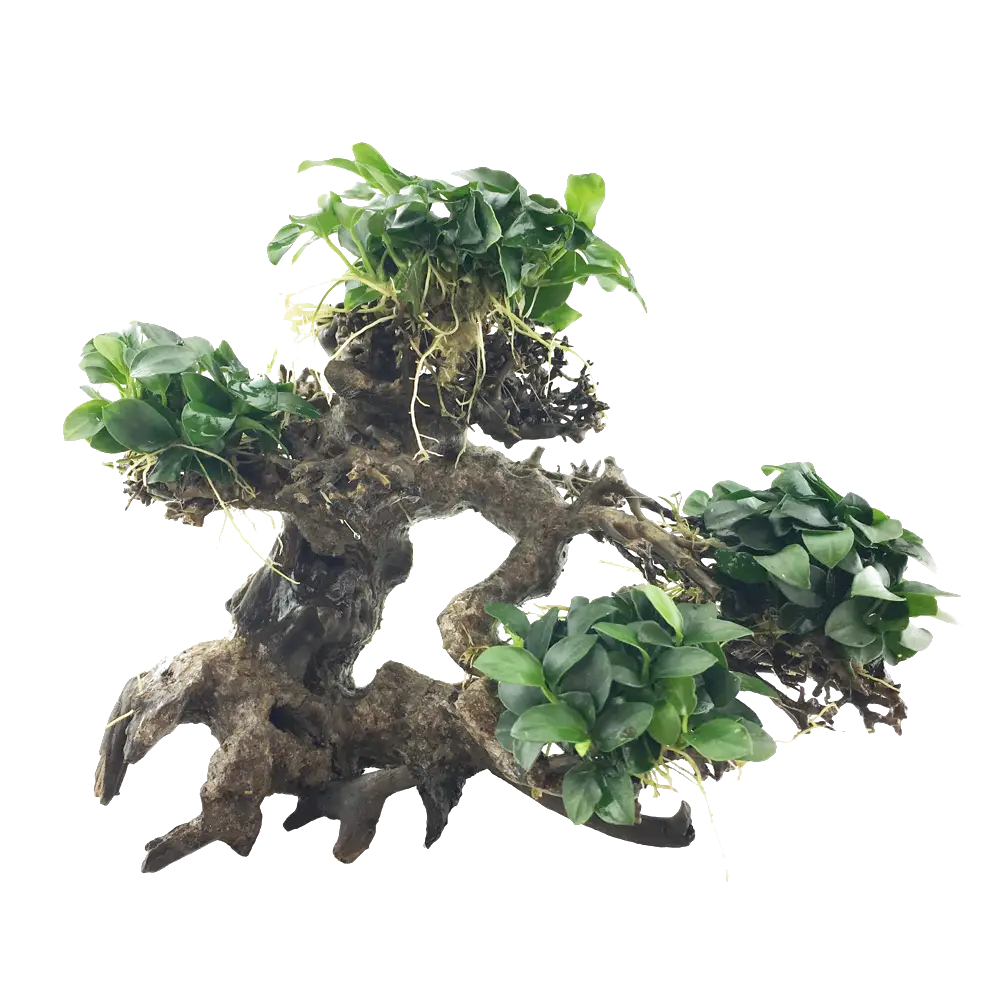 Beautiful Bonsai Tree